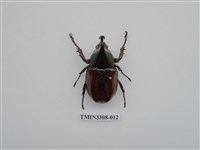 藏品(蘭嶼姬兜)的圖片